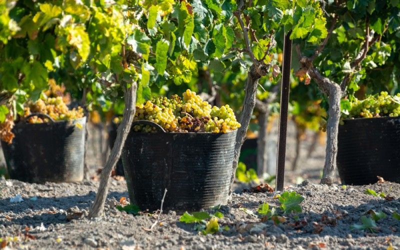 grapes