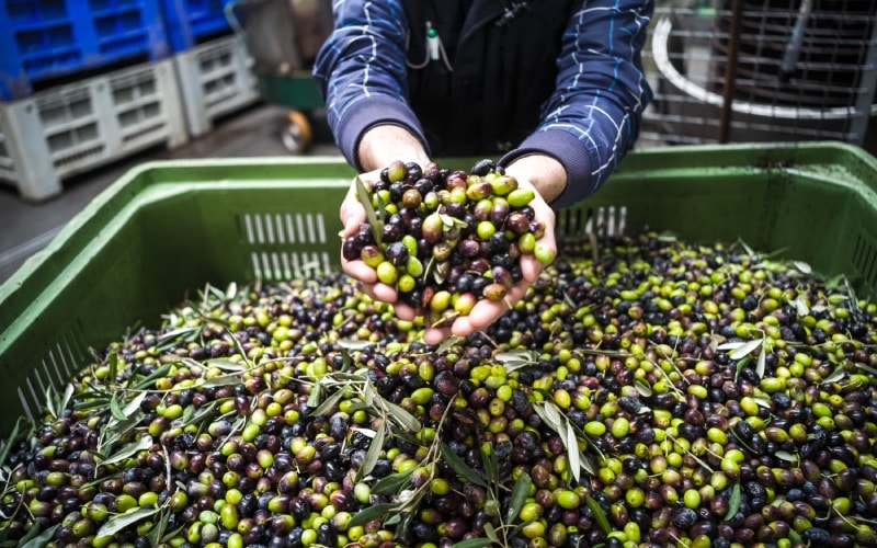 olive oil 