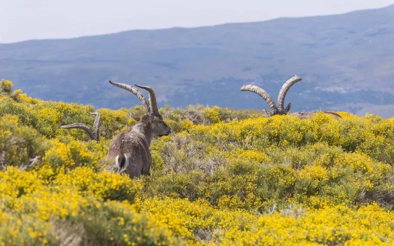 Mountain goats among fields of piornos broom