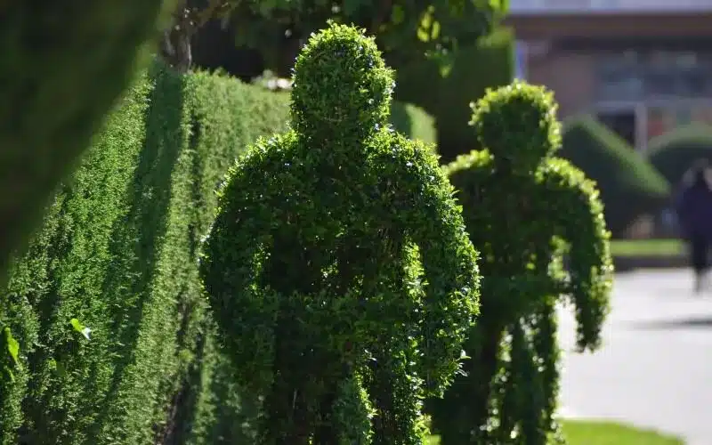 Bushes of Losar de la Vera.