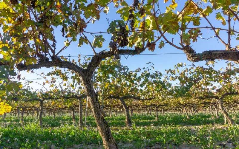 A vineyard