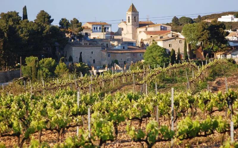 A vineyard and a beautiful village in the distance
