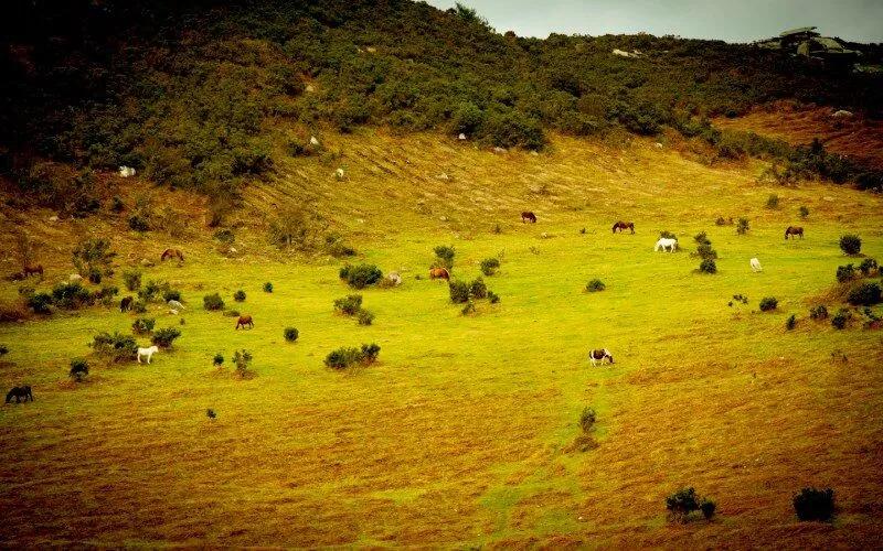 A green valley where horses are pacing around