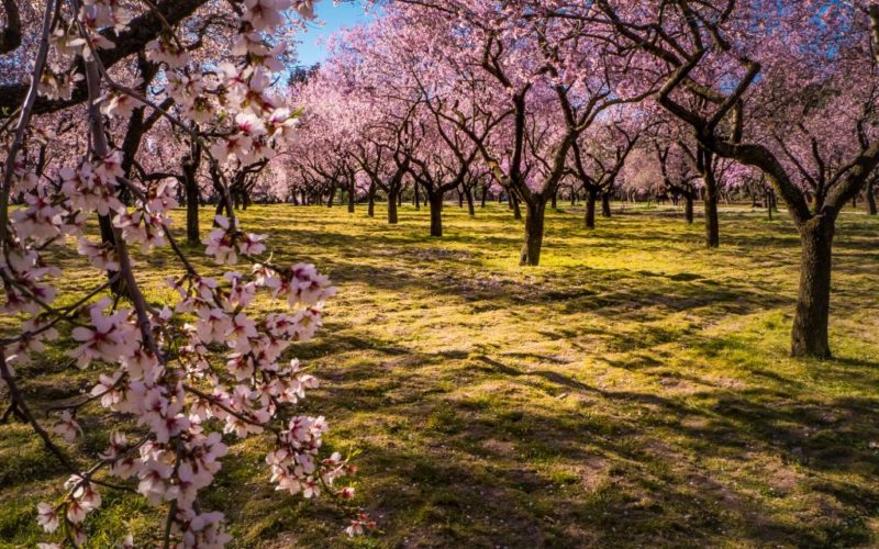 Cherry blossoms in a park