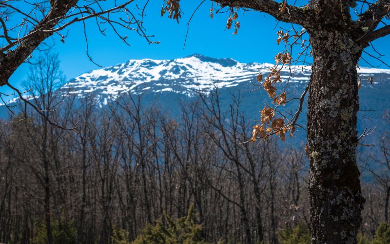 Snowy mountains and trees in the front