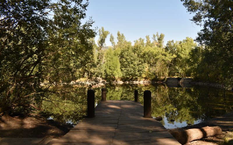 A wooden bridge in a lake in a forest