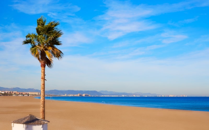 Abeautiful beach with no people and a palm tree on the left