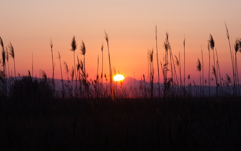 A beautiful sunset full of orange and red shades as seen from a marshland