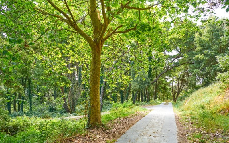 A green forest crossed by a path