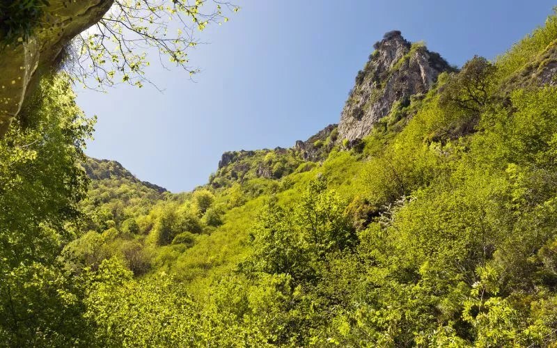 Green tree tops and some cmountains in the back