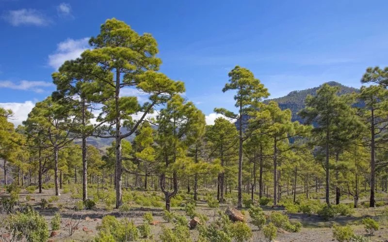 A forest of pine trees