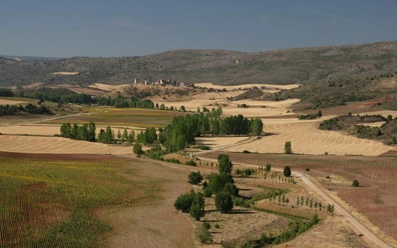 A panoramic view of a field with a few trees