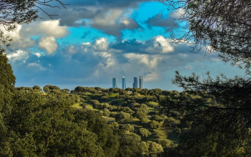 A forest and some distant skyscrapers in the middle