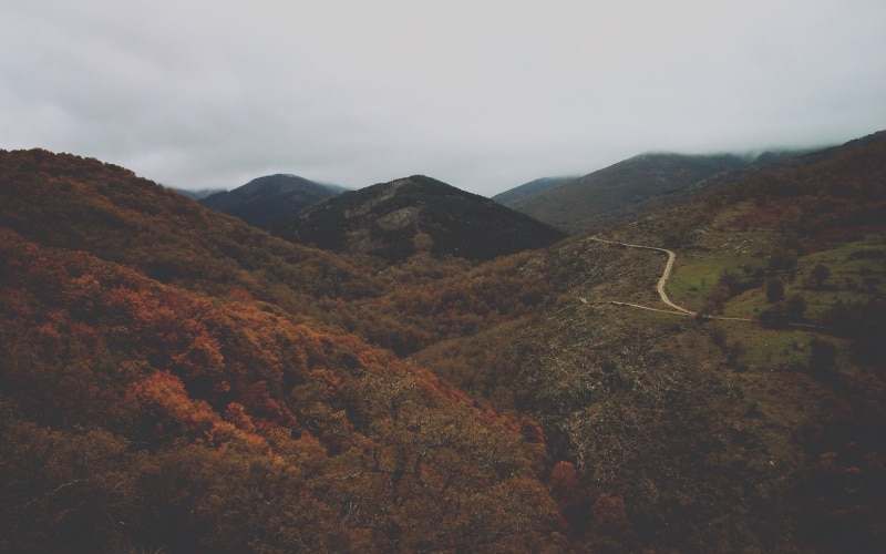 Panoramic view of a beech forest with autumn colours