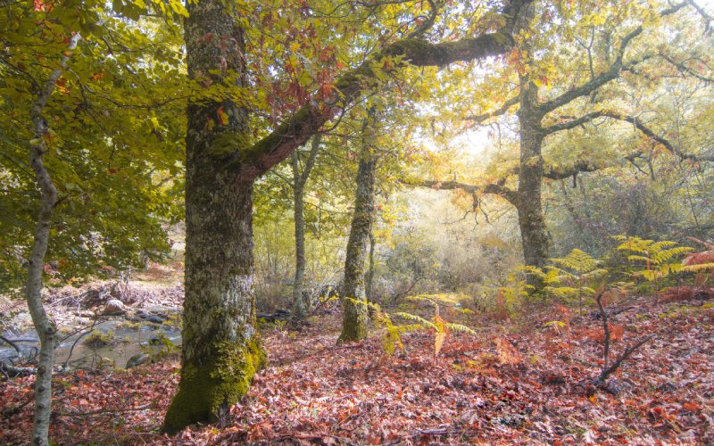 A beech forest with trees and red autumn leaves