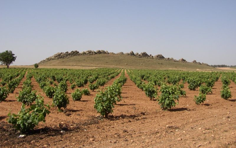 A vineyard
