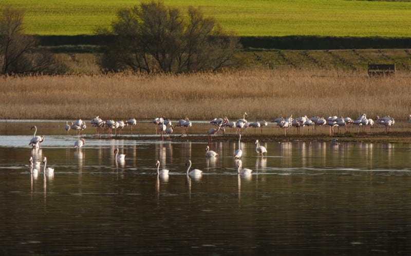 A lake with flamingoes