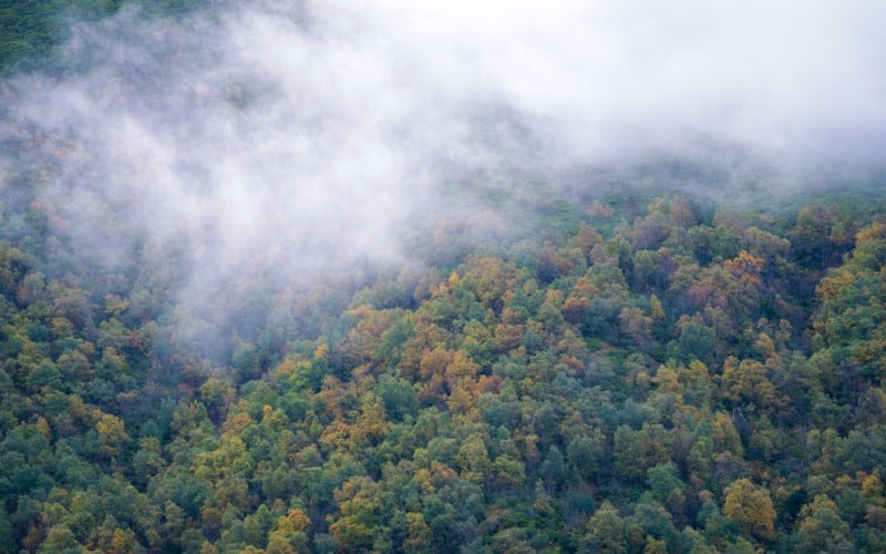 A forest with fog