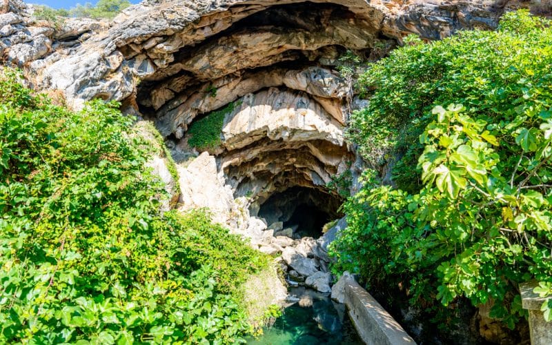 The entry to a cave surrounded by trees
