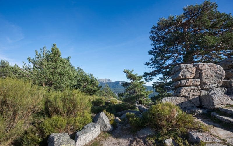 Some trees, rocks and mountains in the background