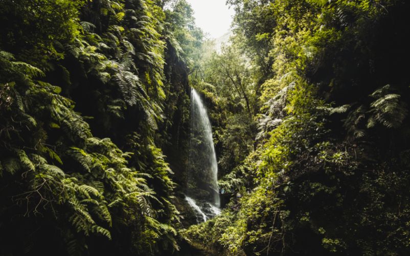 Los Tilos forest cascade, on La Palma island
