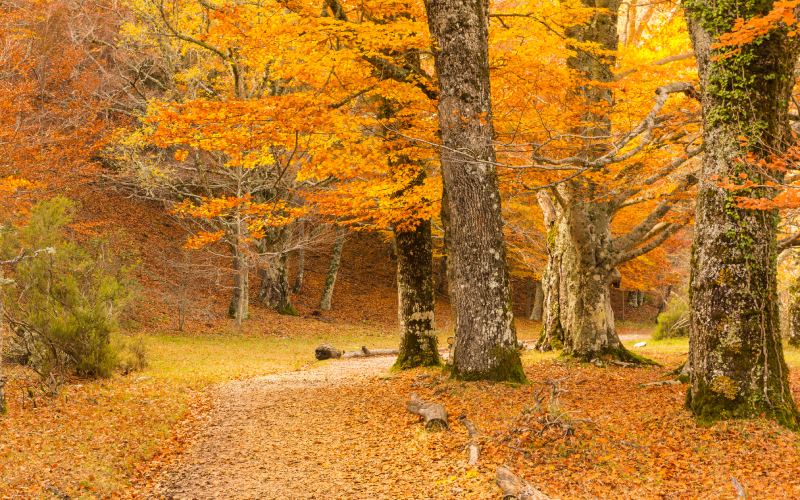 The beech forest of Montejo