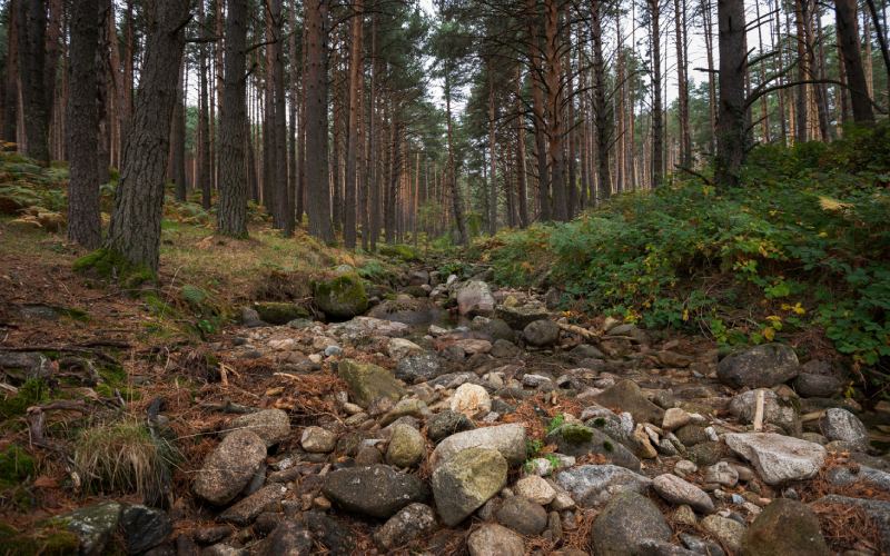 Pine forest near Manzanares El Real