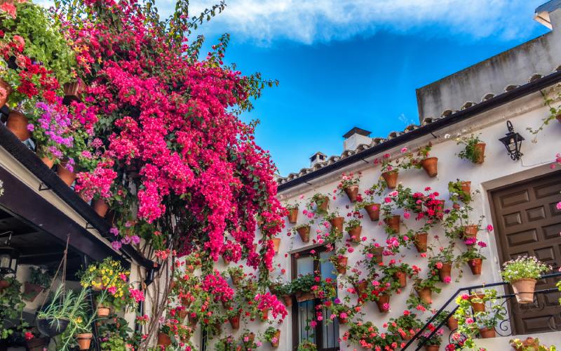 Traditional patio with flowers in Córdoba