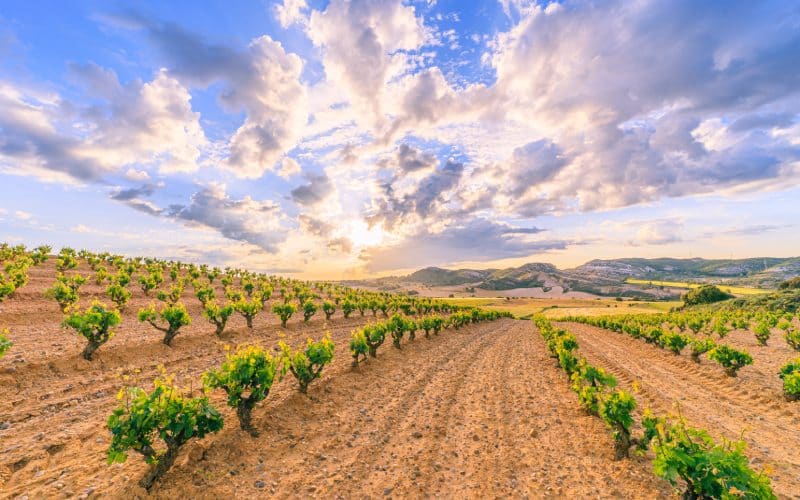 Vineyards in Ribera de Duero