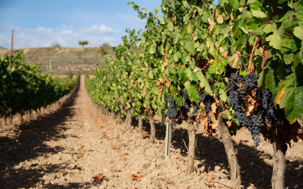 A vineyard on the outskirts of Logroño.