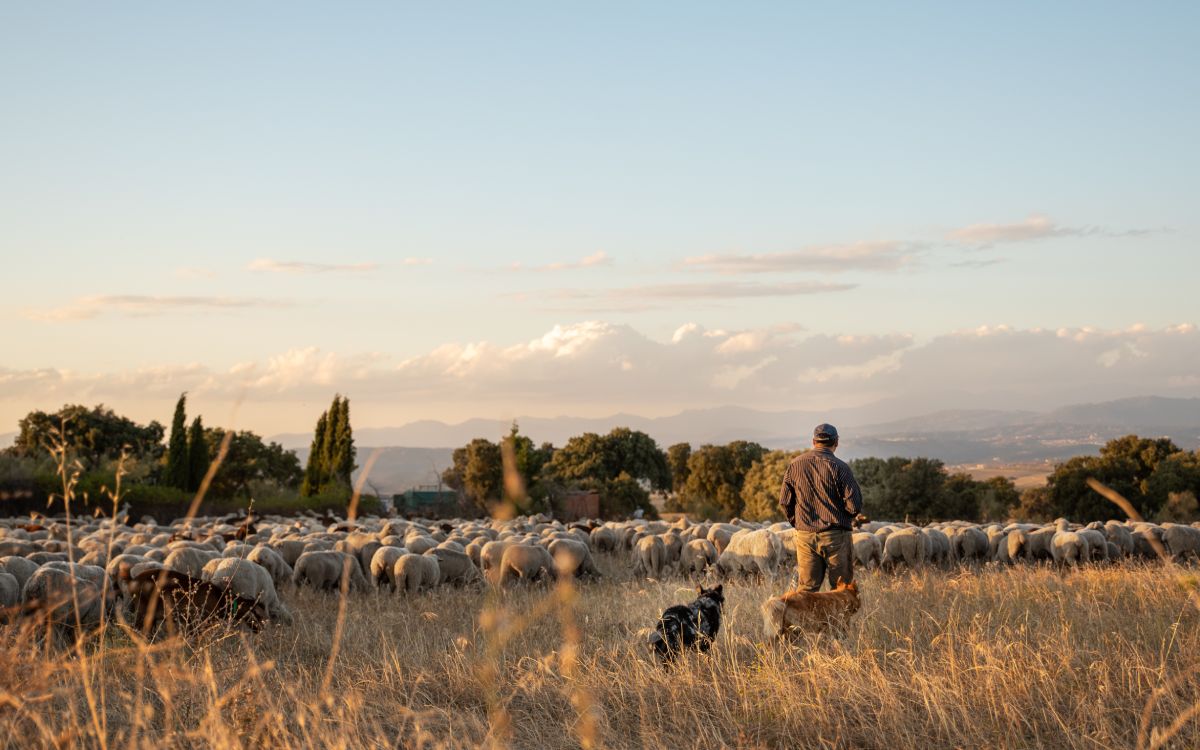 Transhumance, a type of pastoralism.