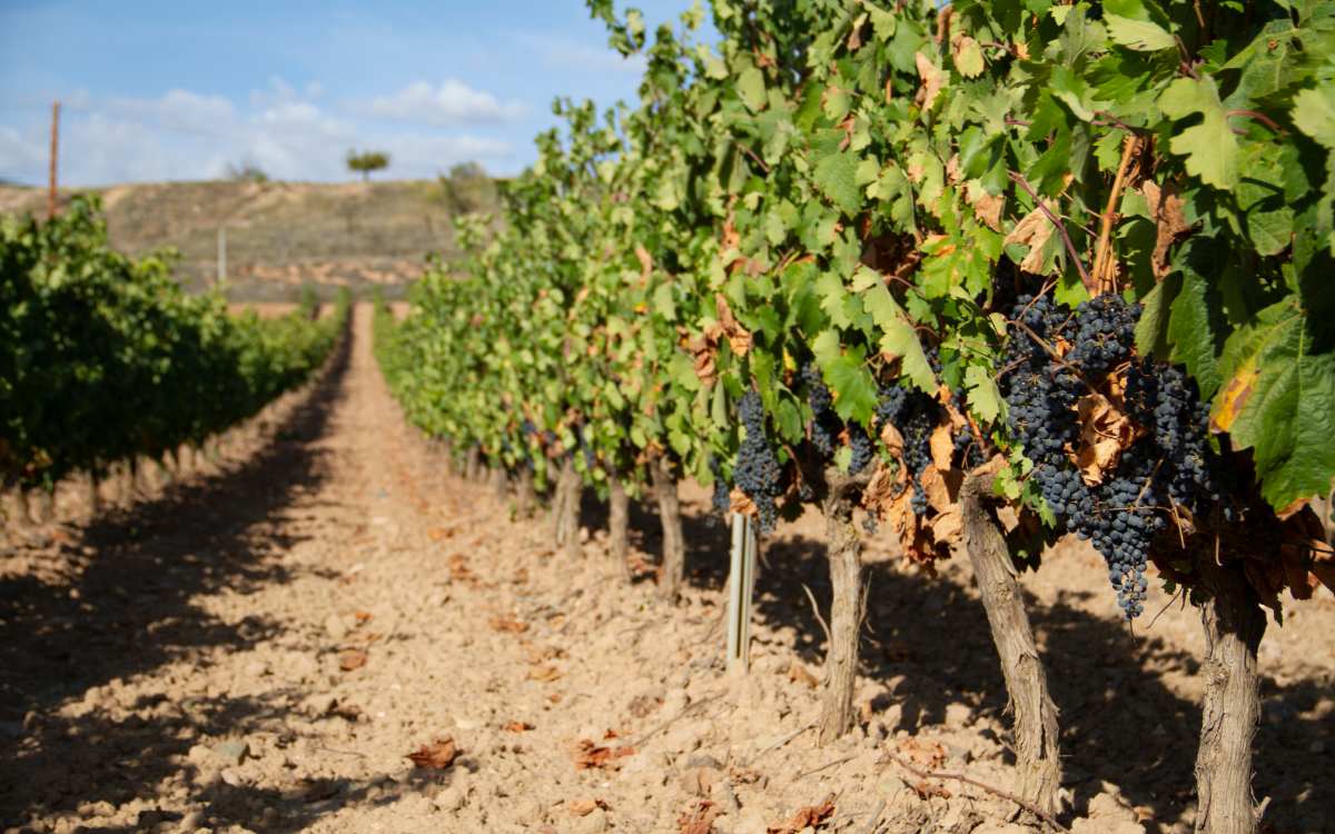 A vineyard in Logroño.