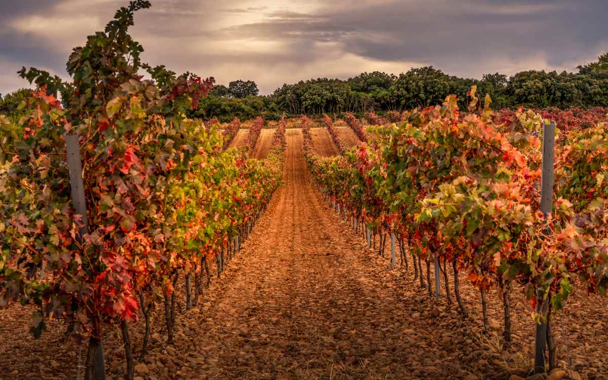 Vineyards in La Rioja in autumn.
