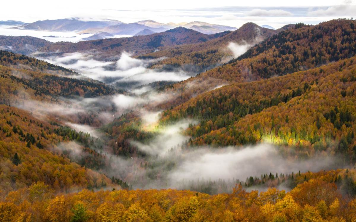 Selva de Irati.
