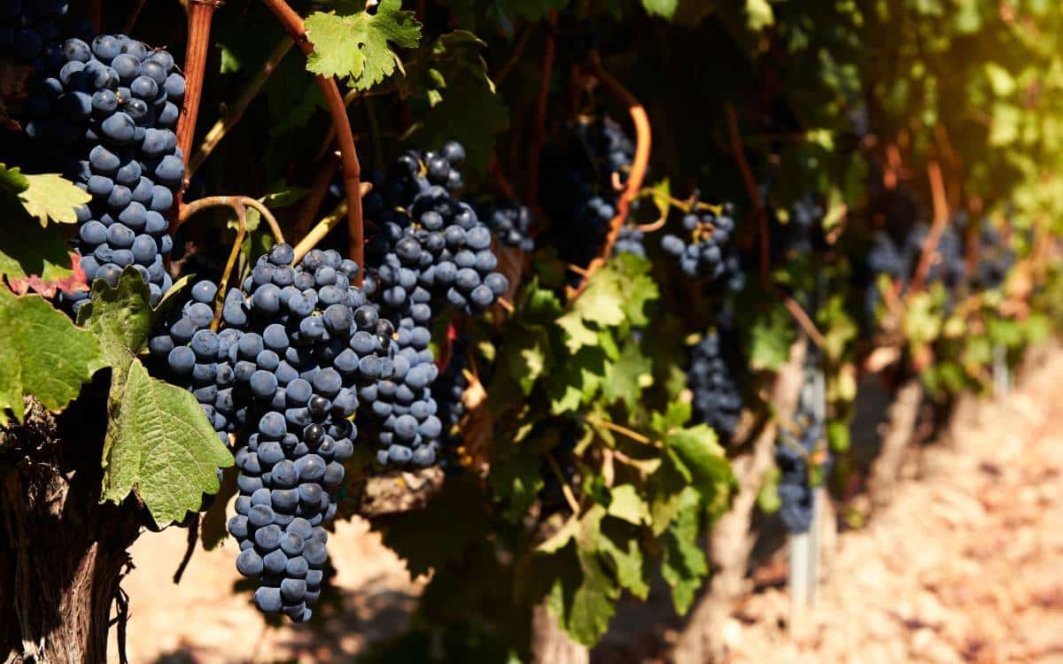 Grapevine