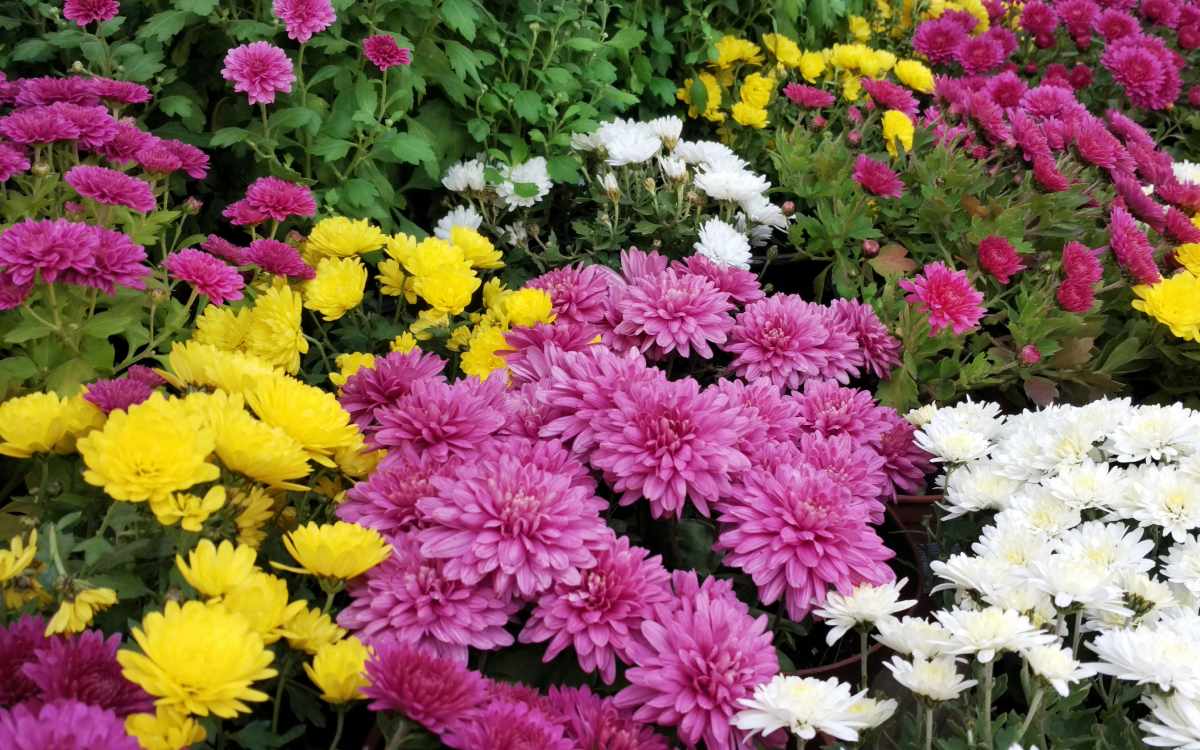 Chrysanthemums.