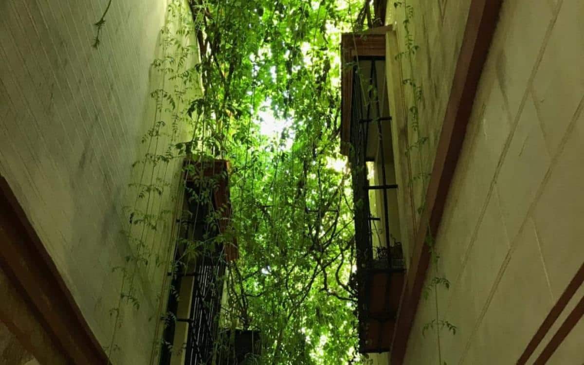 Calle Verde.