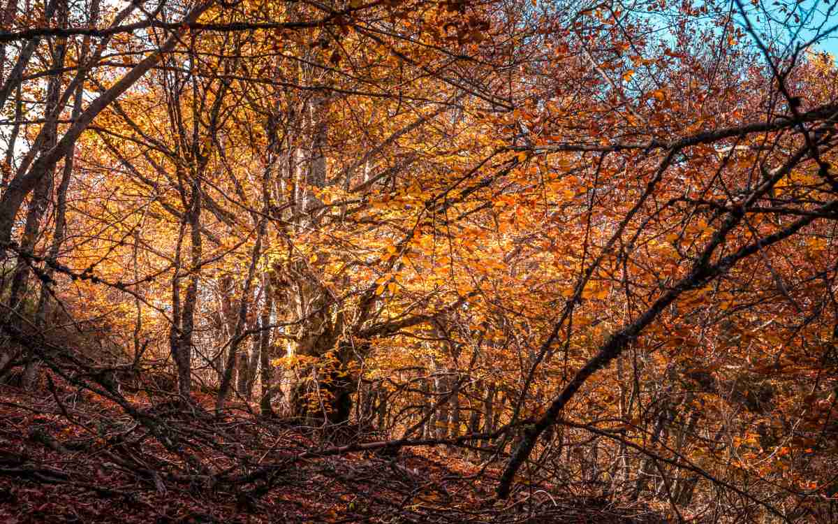 The Pedrosa beech forest is one of the southernmost in the world