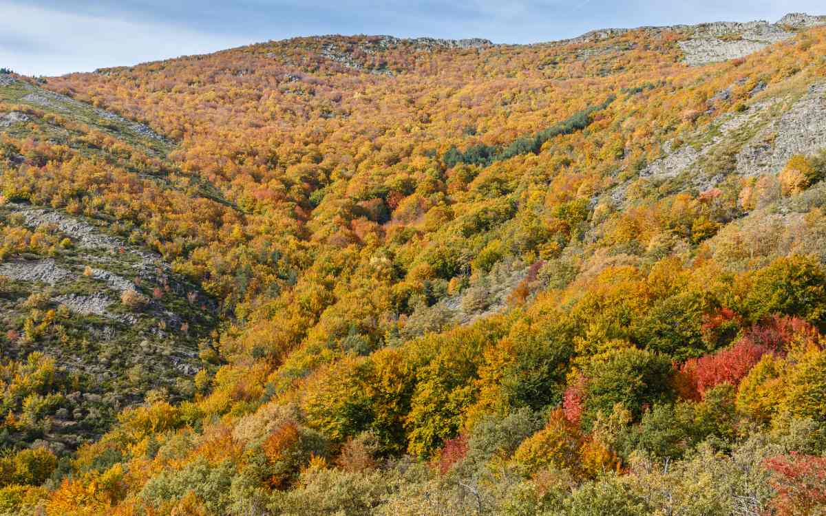 Tejera Negra beech forest.