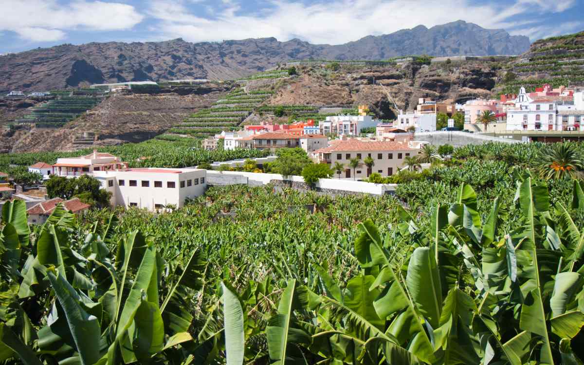 Banana plantation in Tazacorte.