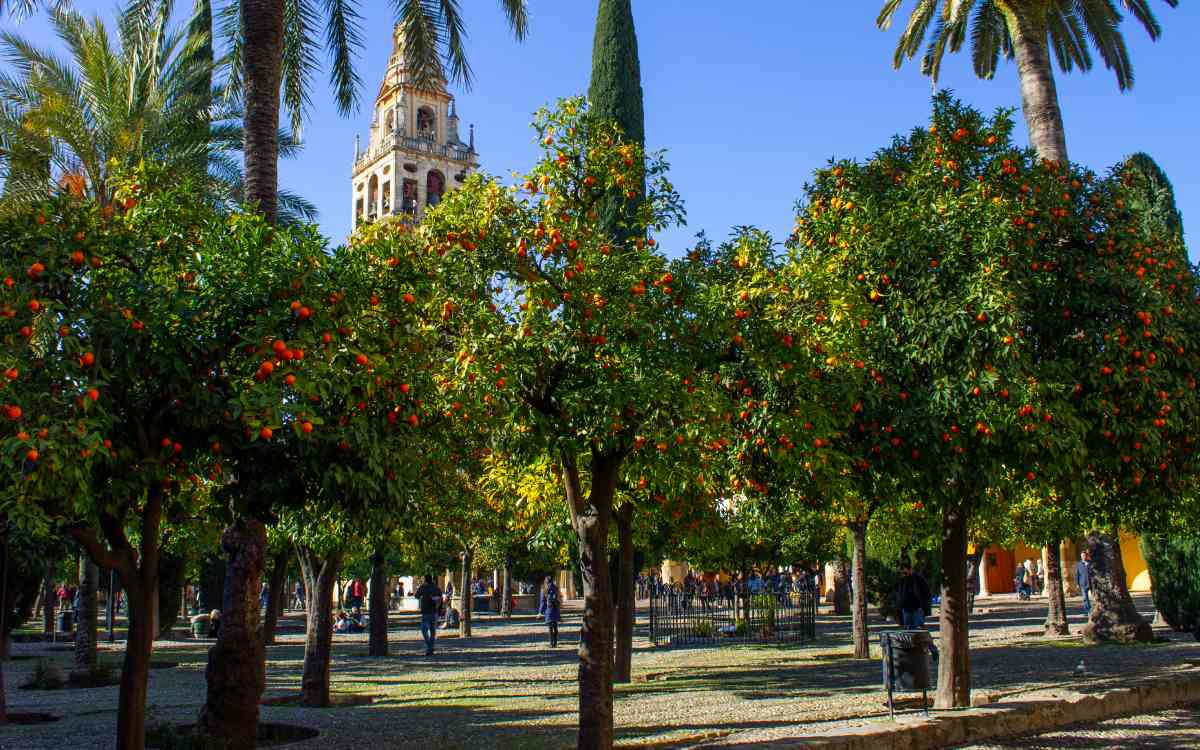 Patio de los Naranjos in the Great Mosque of Córdoba.