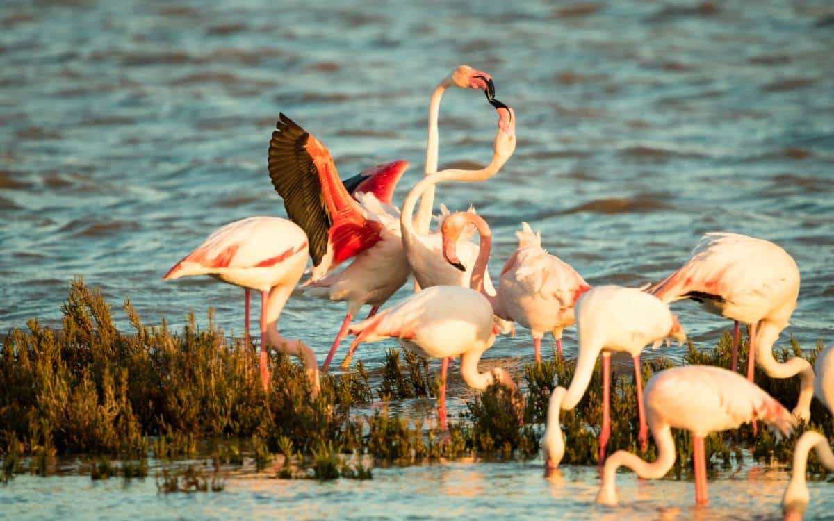 Flamingos in Fuente de Piedra Lagoon.