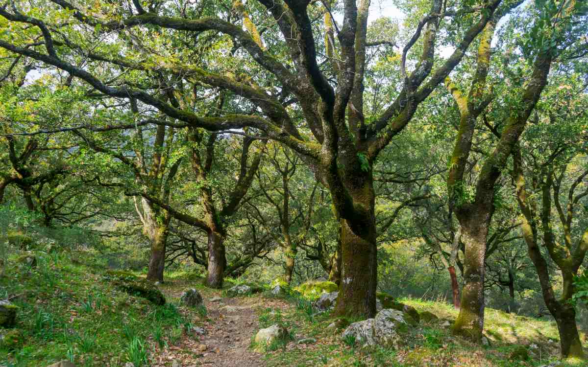 Alcornocales Natural Park.
