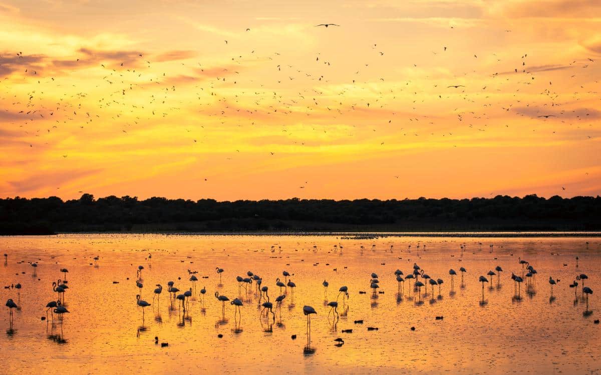 Doñana National Park.