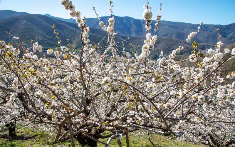 Cherry trees in the Jerte Valley.