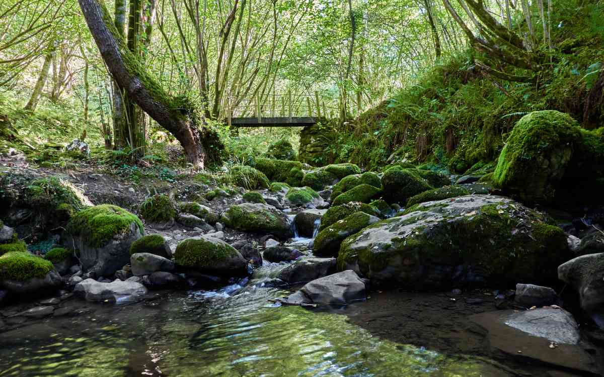 Forest of Beyu Pen.