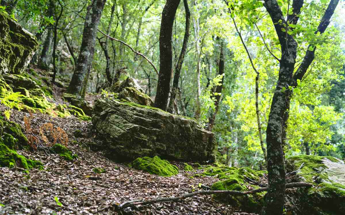 Lluc forest.