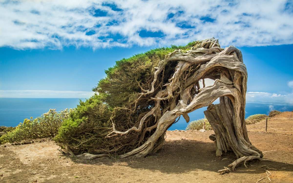 Juniper in El Hierro, near Sabinosa