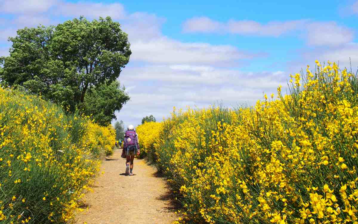 Pilgrim on the French Way to Santiago