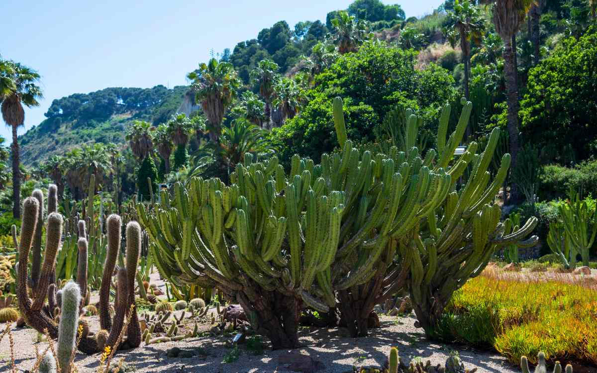 The Mossèn Costa i Llobera Gardens